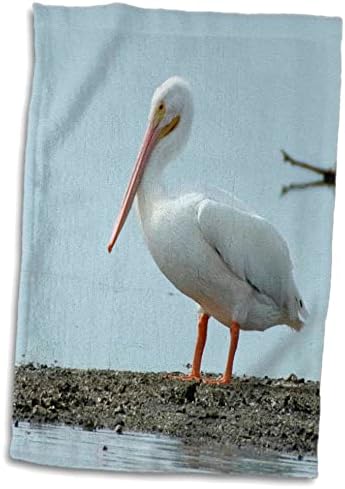 3drose American White Pelican em pé na costa da Flórida cercada por água - toalhas