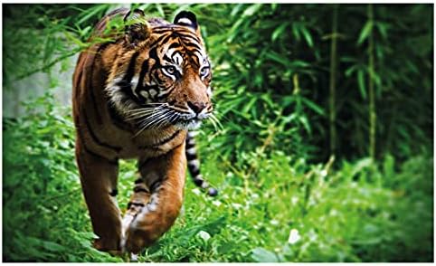 Ambesonne Tiger Ceramic Toothbrush Por escova, grande felina siberiana na vida selvagem do zoológico em cativeiro habitat não natural