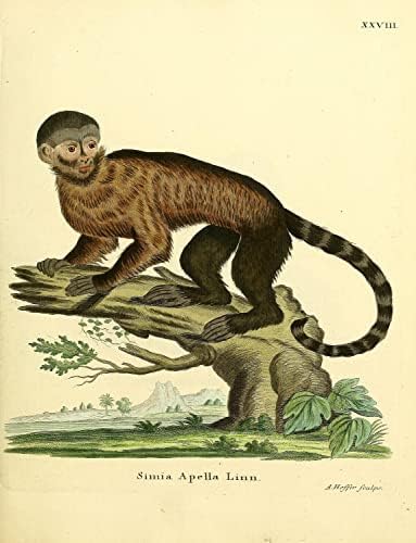 Brown Tufted Capuchin PriMate Monkey Vintage Wildlife Decor de escritório da sala de aula Zoologia Ilustração antiga