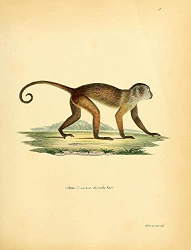 Wedge tapped Weeper Capuchinho PriMate Monkey Vintage Wildlife Decor de escritório da sala de aula Zoologia Ilustração Antique