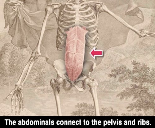 Anatomia para artistas: a forma humana revelou