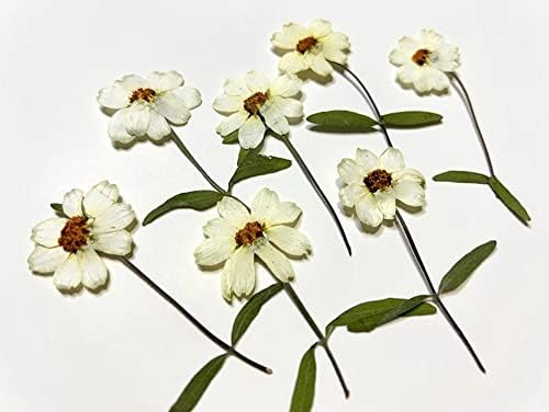 TH SMART -8PCS Zinnia Hastes brancas Flores prensadas reais seco