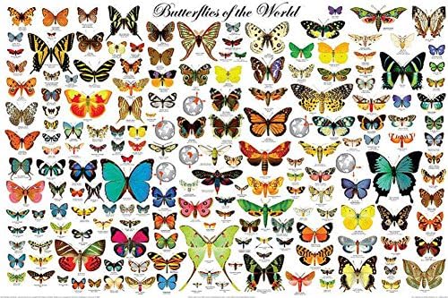 Borboletas do pôster mundial, Lepidoptera, 36 x 24