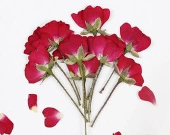 Mayhouse pressionou mini rosas chinesas vermelhas para resina artesanato e mais