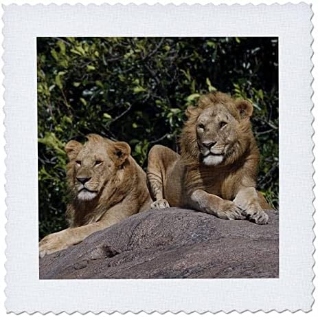3drose adulto leões que descansam em rochas, Serengeti NP, Tanzânia - Quilt Squares