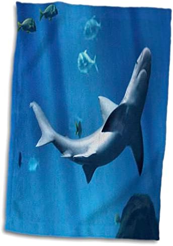 3drose florene subaquáticos animais - closeup de tubarão - toalhas