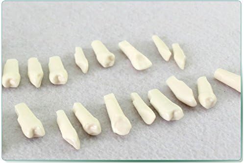 Doc.Royal 28 PCs 1: 1 único Taproot Dentes permanentes comprimidos de grão simulação dentes modelo cavidade dente