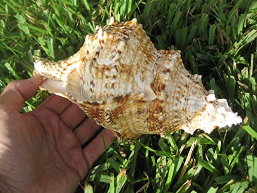 Enorme bursa buba mar conchel do Oceano Pacífico, 23cm = 9,2 ”polegadas