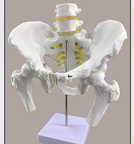 Modelo anatômico da pelve humana O osso da perna pélvica e o modelo de vértebras lombares 2 de seção