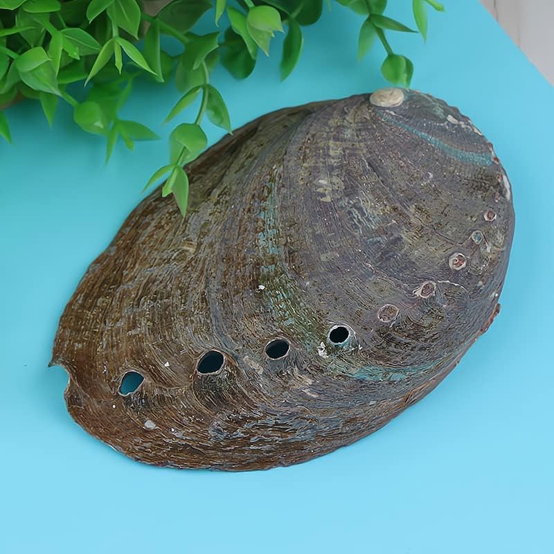 Comimark 1 PCS Cascas de abalone natura