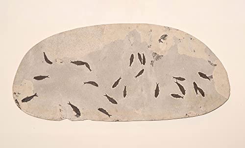 Escola Fossilizada de Peixes Knightia em calcário