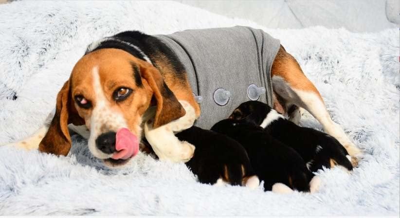 Vesto de ansiedade de cães com mamilo artificial | Broca de barriga de cachorro, reduzindo a ansiedade, dor | Terno de controle