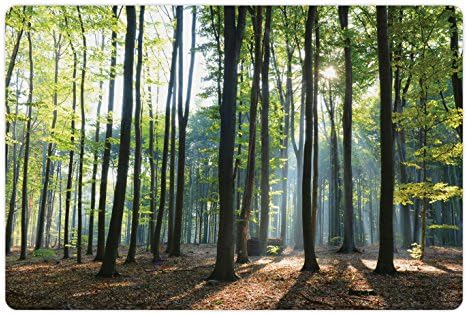 Tapete de estimação da floresta lunarável para comida e água, raios de sol sombras de manhã, nascentes da manhã, serenidade