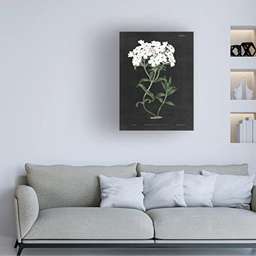 Marca registrada Bine Art 'White Botanical On Black Chart VI' Arte de tela por portfólio de maçã selvagem 24x32