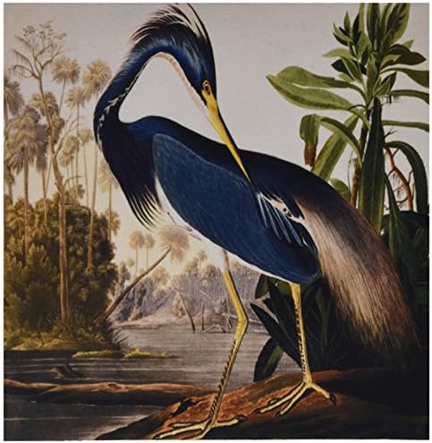 3drose llc 8 x 8 x 0,25 polegadas mouse pad, vintage John J Audubon Pintura de uma garça azul