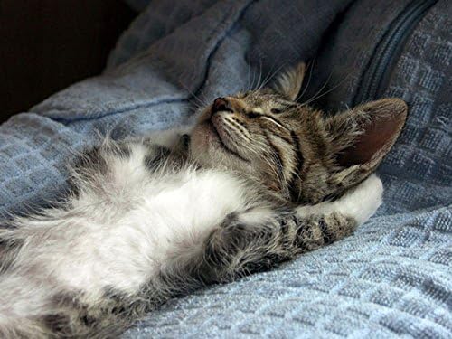 Produtos relaxantes de gatos - relaxante de gato - mantém os gatos calmos e relaxados - guloseimas mastigáveis ​​- valeriana
