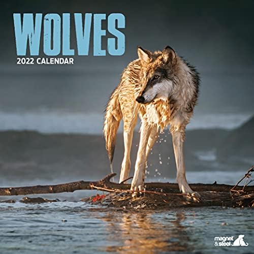 Magnet & Steel Wolves 2022 Calendário: Calendário de Lobo da Vida Selvagem, Calendário de Parede de Animal Selvagem
