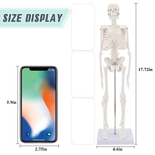RONTEN MINI Tamanho Humano Skeleton Model, com braços e pernas removíveis de 17,7 ”de esqueleto anatômico com base plástica