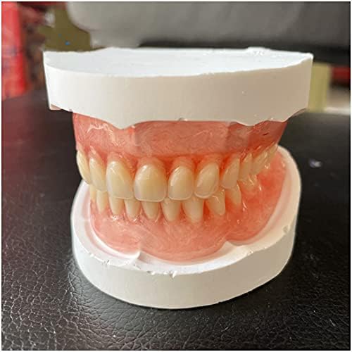 Modelo de dentes dentários KH66ZKY - Modelo de dentes padrão - Para suprimentos de estudo odontológico escovando a prática de gomas adultas Typodont Demonstration Standard dentes Educação, b