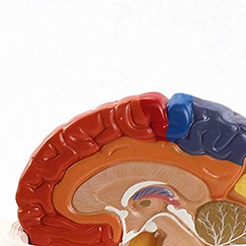 Modelo de ensino de RRGJ, 2 Parte PVC Função cerebral Área Modelo Color Domínio do cérebro humano Domínio Anatomia Anatômica