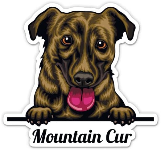 Adesivos de cão da montanha Cur - 2 pacote de adesivos de 3 - vinil à prova d'água para carro, telefone, garrafa de água, laptop