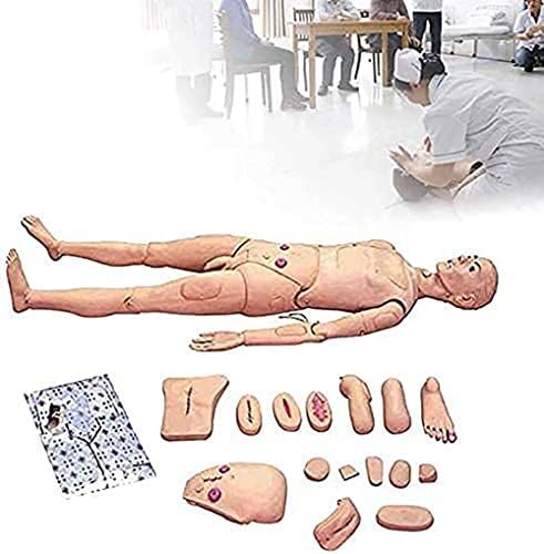 Simulador de atendimento ao paciente wfzy masculino e feminino Manikin Human Anatomical Model para treinamento médico de enfermagem