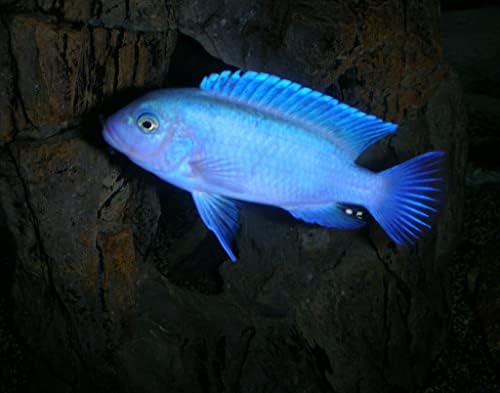 Cadiflex1500 2 blue cobạlt ạfricạn cichlid 1,5 peixe vivo