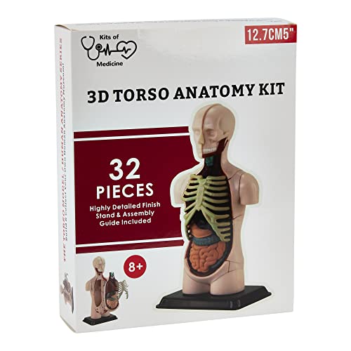 Modelo de Anatomia Humana | Puzzz do corpo humano de 32 peças | Perfeito para estudo de anatomia | Construa seu próprio Museu de Anatomia | Modelo de anatomia do tronco para aprender | Grande presente para enfermeira, dentista, estudantes de medicina