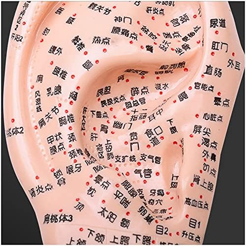Modelo de acupuntura da orelha de massagem fhuili - modelo de acupuntura humana tradicional chinesa - para ponto de pressão do ponto de acupuntura e meridianos educacionais