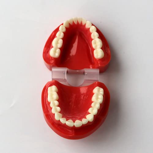 Lsoaarrt adulto padrão de tamanho natural modelo de ensino médico modelo de dente de dente