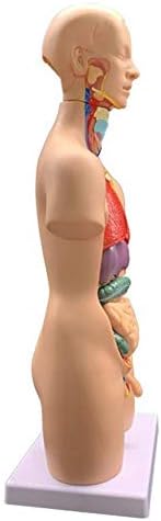 Modelo de ensino de RRGJ, Modelo de Corpo do Torso Humano Assembléia Anatomia Anatômica Os órgãos internos para ensino,