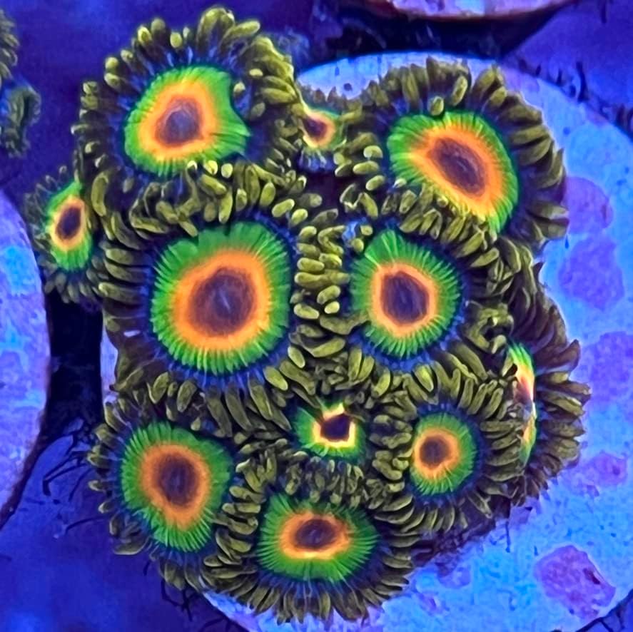 Coralslover Live Saltwater Coral Frag - Rasta Zoanthids, verde, amarelo, laranja