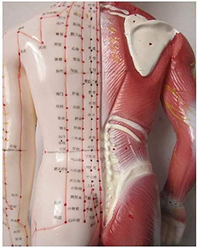 Jin Profissional Anatomia Médica Modelo de Acupuntura Humana Modelo Meridiano Pontos de Acupuntura