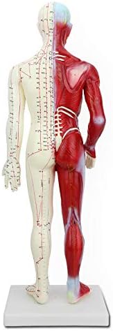 Modelo de acupuntura masculina de 60 cm de Fhuili - Modelo de acupuntura médica com músculo - Anatomia muscular do meridiano humano para estudo Exibir modelo de ensino