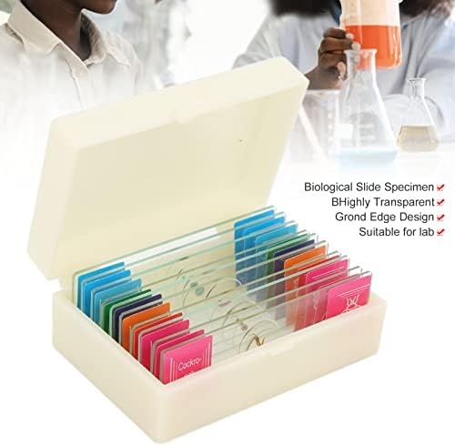 Preparada de vidro preparado, amostras de slides de microscópio altamente transparentes convenientes 10pcs com caixa de embalagem para laboratório para crianças para a escola
