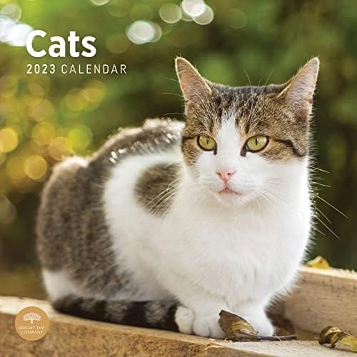 2023 CATS CALENDAR DE MALORA POR BRILHA DIA, 12x12 polegadas, Foto de fotografia de gatinho de estimação adorável