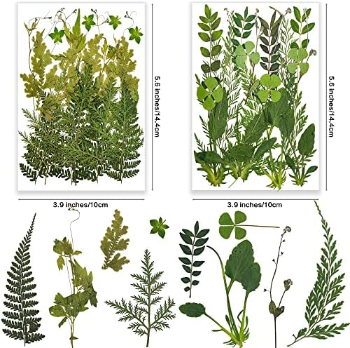 Folhas de folhas de samambaias secas, jovens de 85pcs verdes de planta de planta de natureza verde de herbário para jóias de jóias