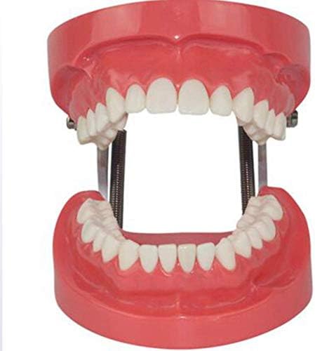 Modelo de dentes padrão adulto com mandíbula, bitável para demonstração da prática de ensino