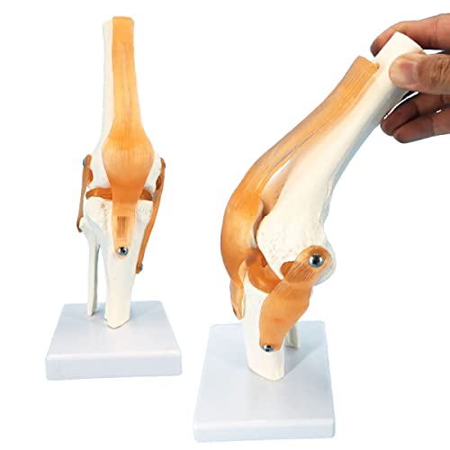 Modelo de articulação do joelho Veipho, modelo de joelho flexível com ligamentos e suporte, modelo de anatomia do joelho de tamanho