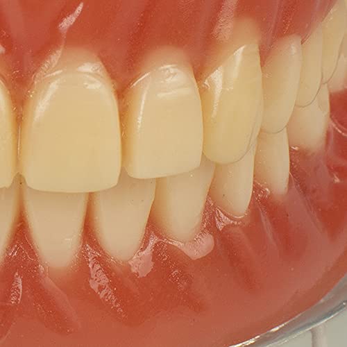 Ensino odontológico Estudar o modelo de demonstração adulto dentes