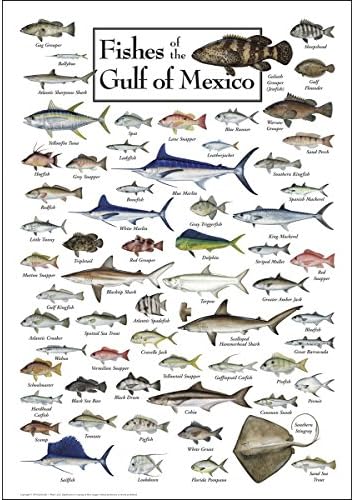 Poster da Terra Sky + Water - Peixes do Golfo do México - pôster