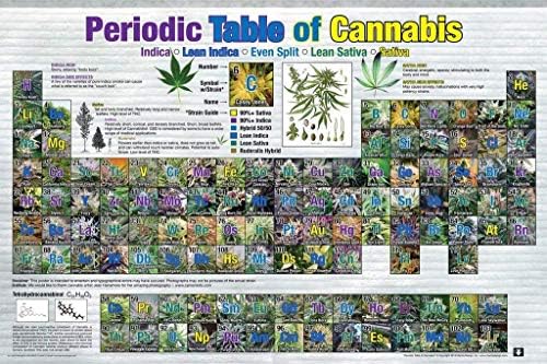 Tabela periódica laminada do Studio B de gráfico de referência de cannabis Poster 36x24