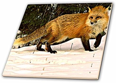 3drose Red Fox-Cerâmico, 4 polegadas