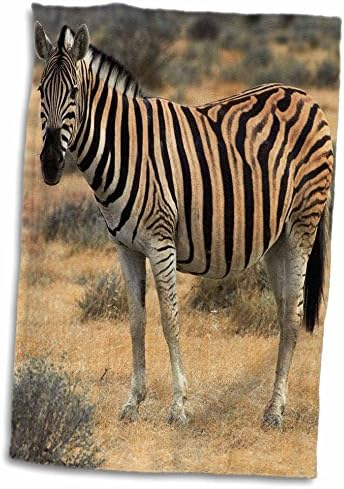 3drose Burchells Zebra, Burchellii, Etosha NP, Namíbia, África. - Toalhas