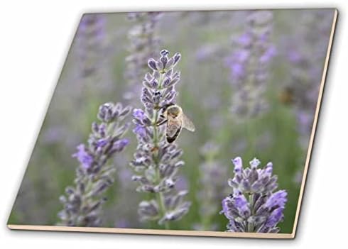 3drose honeybee em lavanda Close Up Photography - Tiles