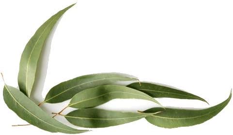 Eucalyptus smithii Óleo essencial puro e natural - 5 ml