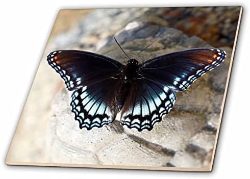 Fotografia macro de 3drose de uma borboleta roxa manchada vermelha em uma tartaruga de cimento. - Azulejos