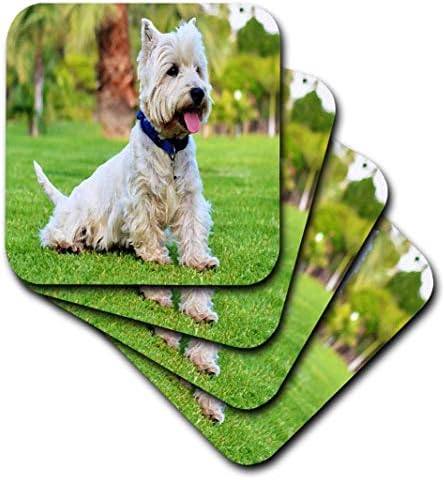 Impressão 3drose de West Highland Terrier Painting - Coasters macios, conjunto de 4
