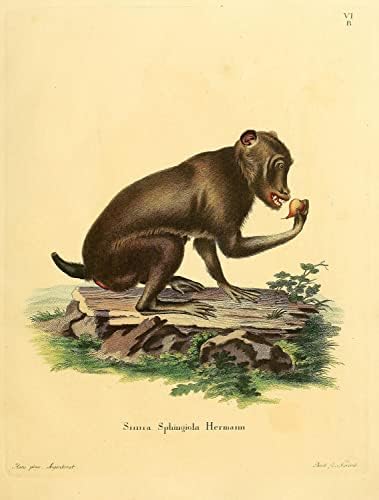 Chacma Cape Baboon Primata Monkey Vintage Wildlife Decor de escritório de aula de escritório Zoologia Ilustração antiga Poster impressa de arte - 6x8 - Matte aprimorado