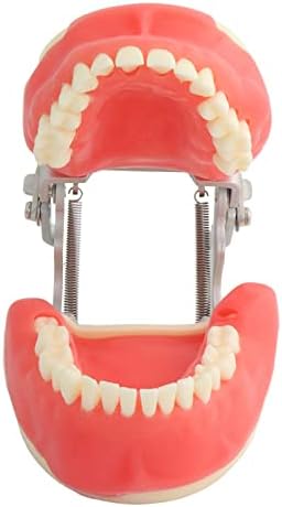 Modelo de demonstração de dentes dental KH66ZKY Modelo de ensino de typodont Modelo de estudo para educação estudar a ferramenta